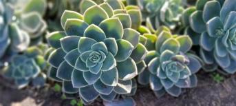 辦公室裝修:打造你的舒適綠色辦公室環(huán)境，療愈系多肉植物5選！
